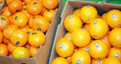 orange export