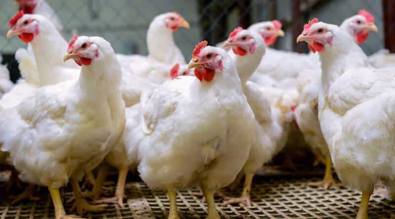 Broiler