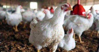 chicken