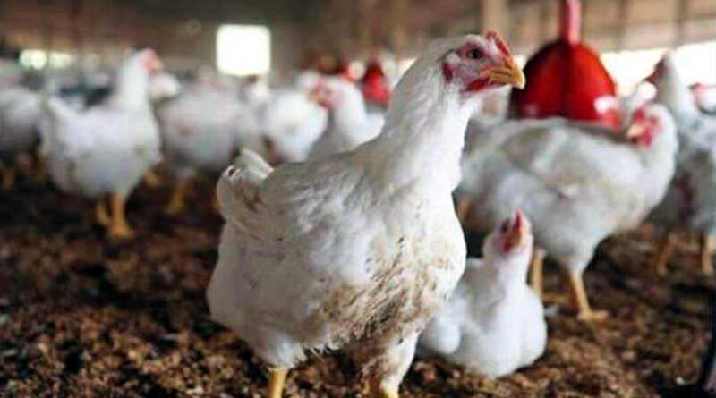 chicken
