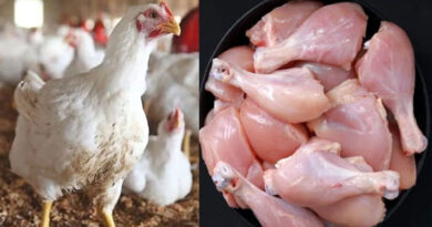 chicken prices decrease